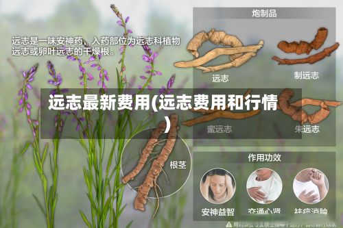 远志最新费用(远志费用和行情)-第1张图片