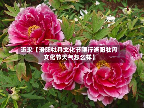 近来【洛阳牡丹文化节限行洛阳牡丹文化节天气怎么样】-第3张图片
