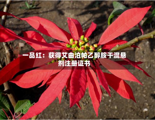 一品红：获得艾曲泊帕乙醇胺干混悬剂注册证书